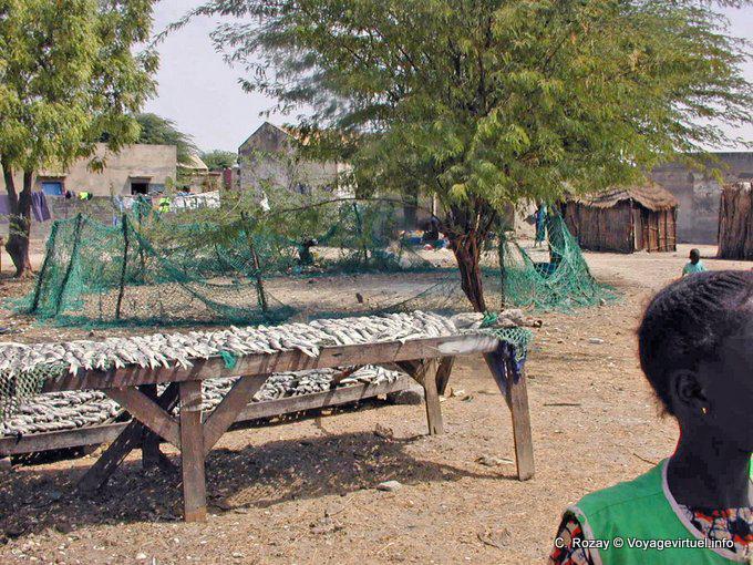 Peces Saloum sol seca en bastidores - Senegal