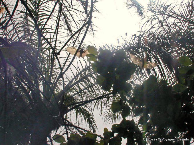 Gran murciélago en vuelo (zorros voladores) - Senegal