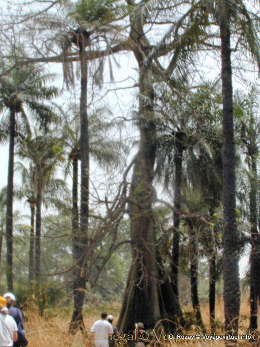 Bush paseo - Senegal