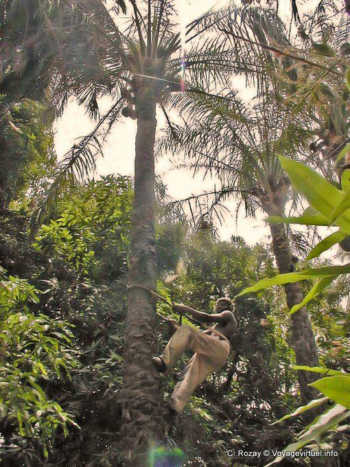 Suba un árbol de coco - Senegal