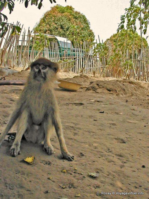 Monos colobos rojos en el parque del delta del Saloum - Senegal