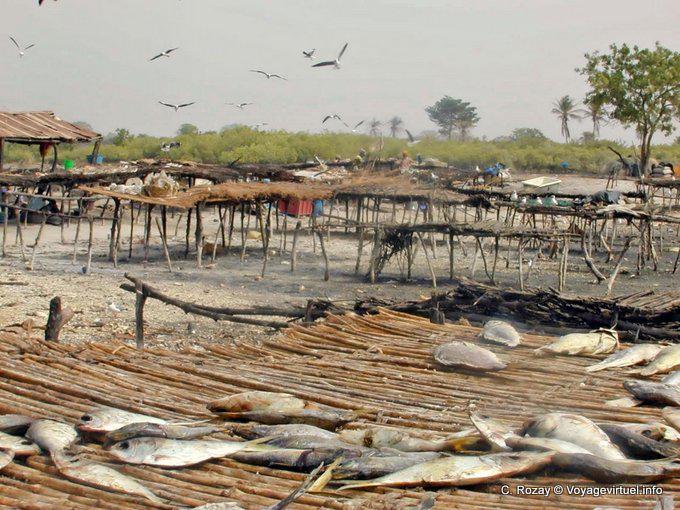 Secado de pescado tradicional, Saloum Delta - Senegal