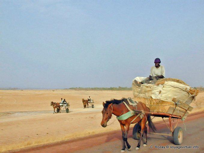 Carros de retorno cosecha, Sine-Saloum - Senegal