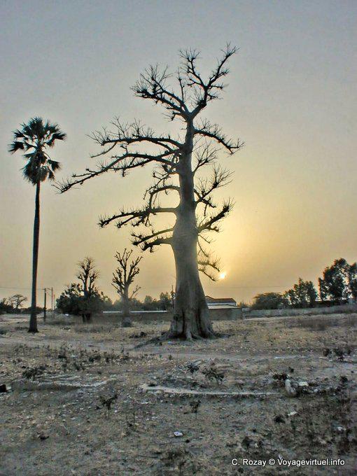 Los árboles silueta al atardecer - Senegal