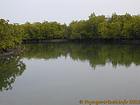 En los manglares Saloum, Senegal.