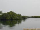 Pájaro blanco en el Saloum manglar, Senegal.