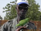 La guía y el pequeño loro verde, Senegal.