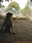 Monos colobos rojos en el parque del delta del Saloum, Senegal.
