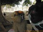 Cara a cara con un niño y un mono, Senegal.
