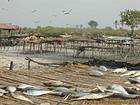 Secado de pescado tradicional, Saloum Delta, Senegal.