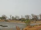 Árboles despojados por el invierno, Senegal.