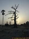 Los árboles silueta al atardecer, Senegal.