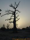 Baobab a la luz de la configuración, Senegal.