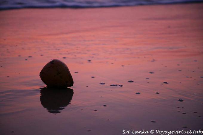 Cocos en la playa de Beruwela - Ceilan Sri Lanka