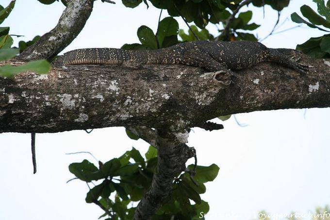 Monitor de agua (Varanus Salvator) Beruwela - Ceilan Sri Lanka