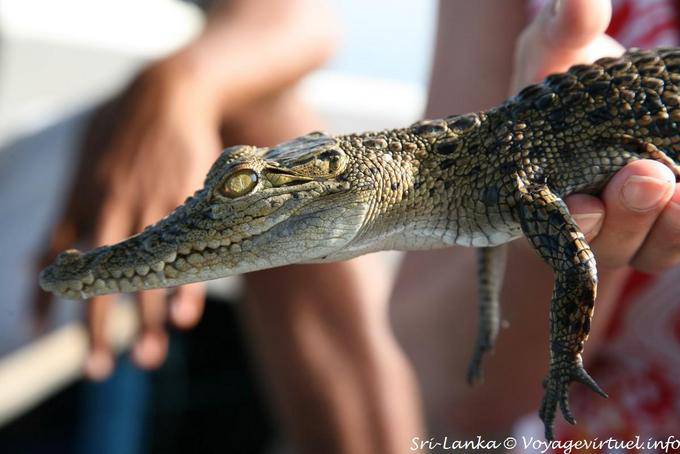 Cocodrilo bebé, Beruwela - Ceilan Sri Lanka