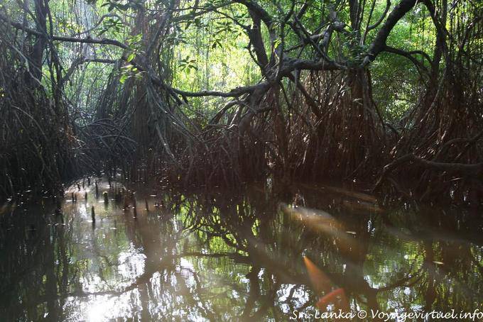 El enredo en la raíz del mangle, Bentota Beruwela - Ceilan Sri Lanka
