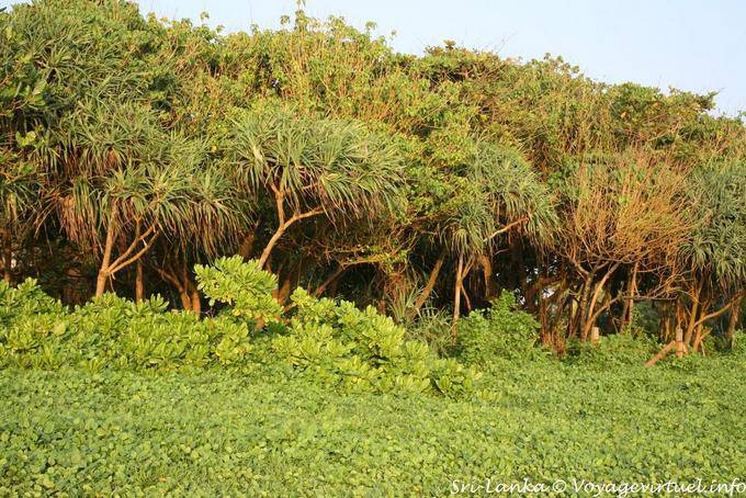 Exuberante vegetación, Beruwela - Ceilan Sri Lanka
