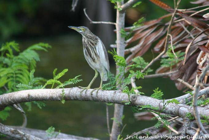 Garza joven Beruwela - Ceilan Sri Lanka