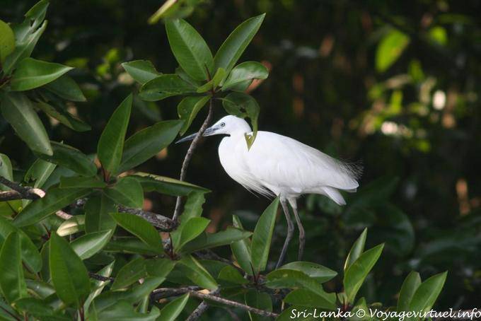 Egret Beruwela - Ceilan Sri Lanka