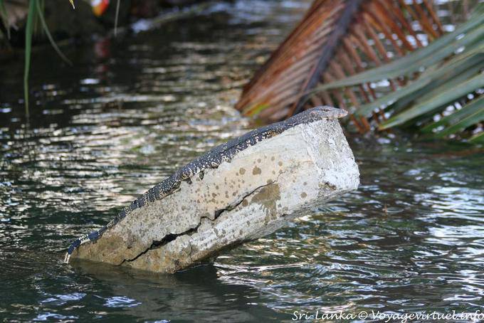 Varan en la búsqueda Bentota - Ceilan Sri Lanka