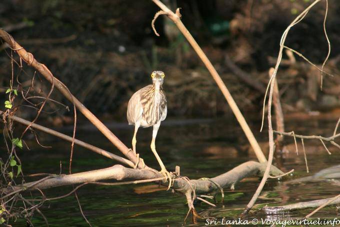 Mirada de la garza, manglar Bentota - Ceilan Sri Lanka