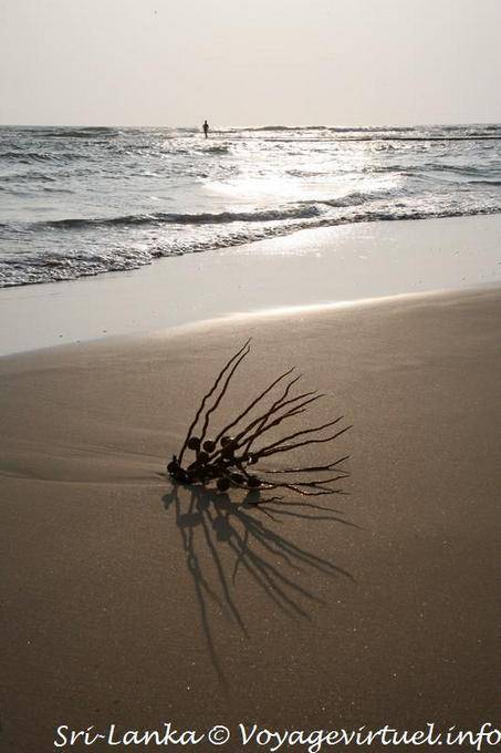 Sombra de la playa de Beruwela noche - Ceilan Sri Lanka