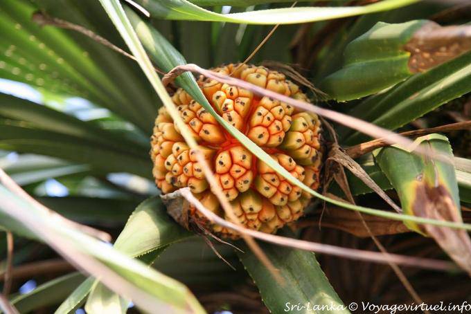 Original Beruwela Frutas - Ceilan Sri Lanka