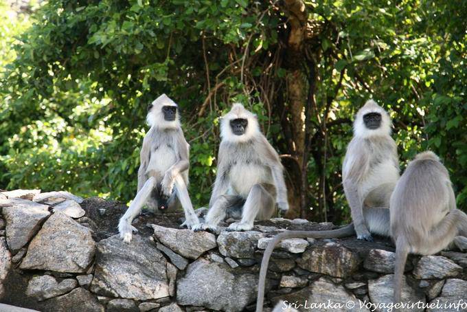 Monos turistas esperando fuera del hotel Heritance Kandalama, Dambulla - Ceilan Sri Lanka