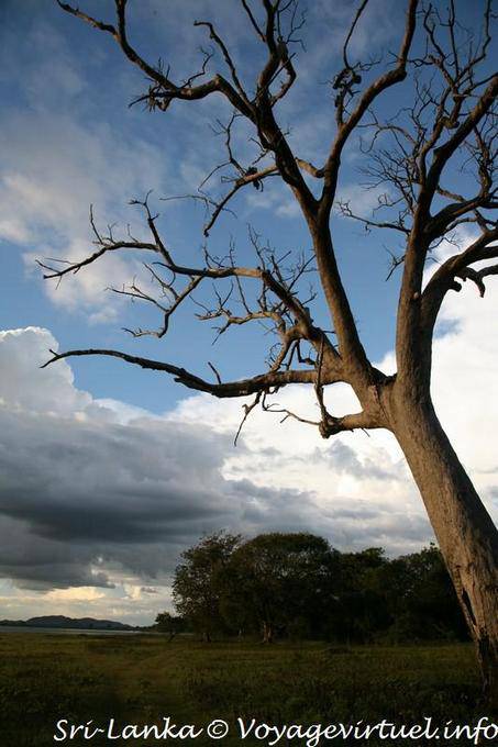 Árbol muerto al Kandalama Wewa, Dambulla - Ceilan Sri Lanka