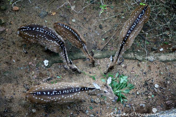 Ciervo comiendo en la terraza del Hotel Heritance Kandalama, Dambulla - Ceilan Sri Lanka