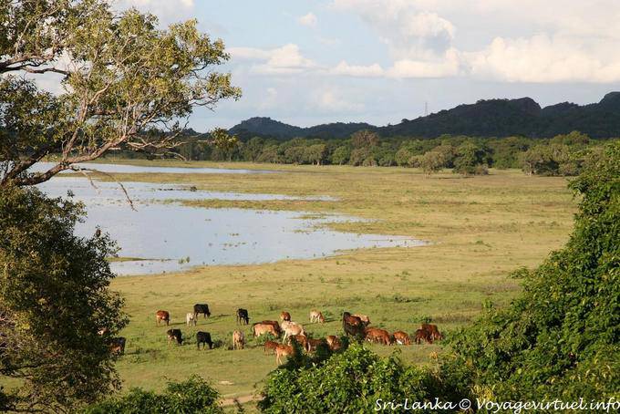 Frente al lago Rebaño, Kandalama - Ceilan Sri Lanka