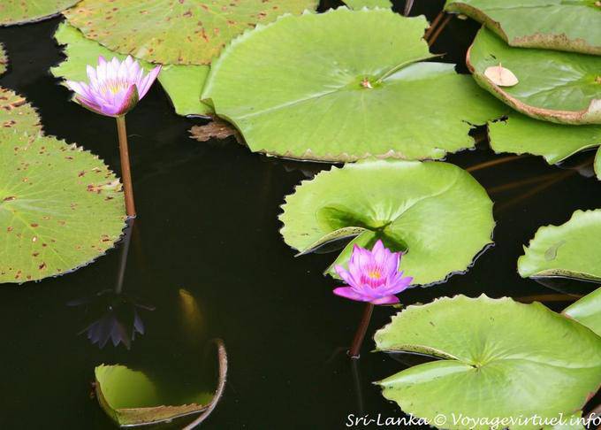 Lotus en el estanque en frente de las cuevas en el templo de oro, Dambulla - Ceilan Sri Lanka