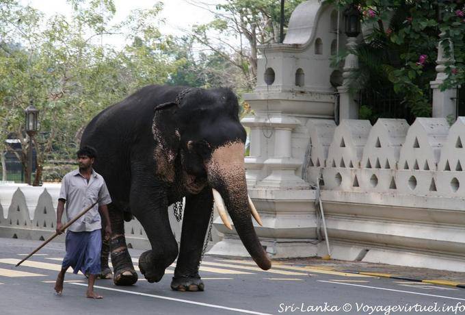 Elefante y su mahout, participando posteriormente en la fiesta de la Perahera, Kandy - Ceilan Sri Lanka