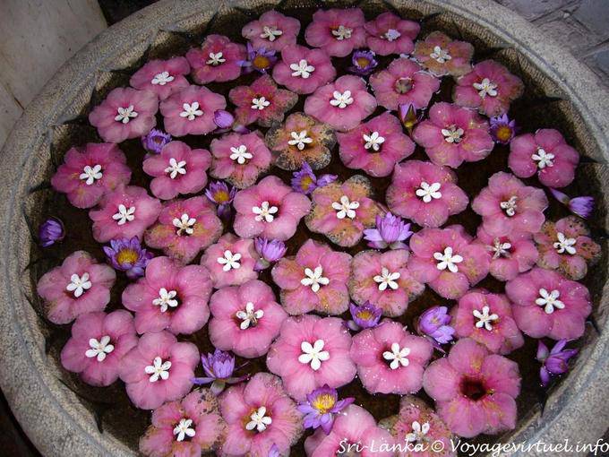 Regency Hotel Kandy, lavabo flor hospitalidad - Ceilan Sri Lanka