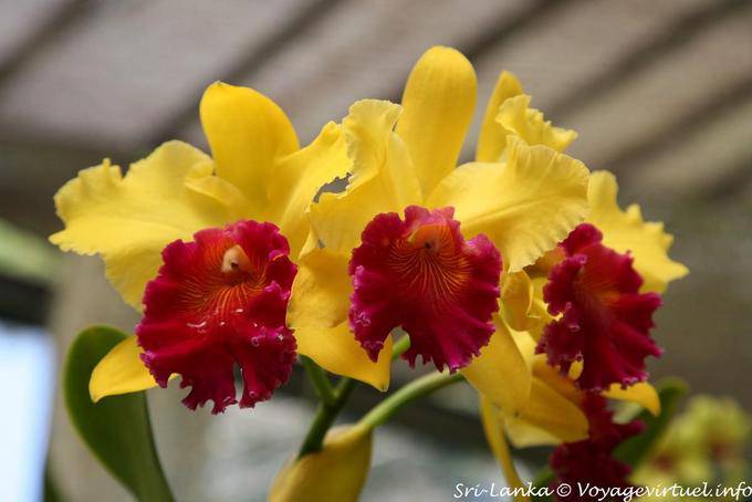 Orquídeas amarillas y rojas, Royal Botanical Gardens, Peradeniya, Kandy - Ceilan Sri Lanka