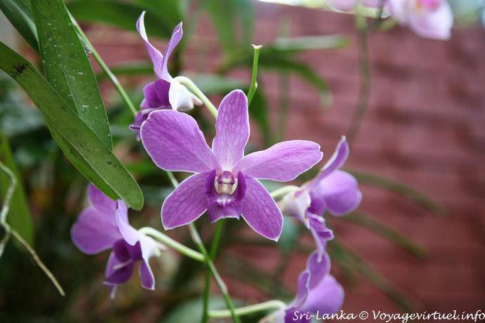 Escriba Dendrobium Nobile, Royal Botanical Gardens, Peradeniya - Ceilan Sri Lanka