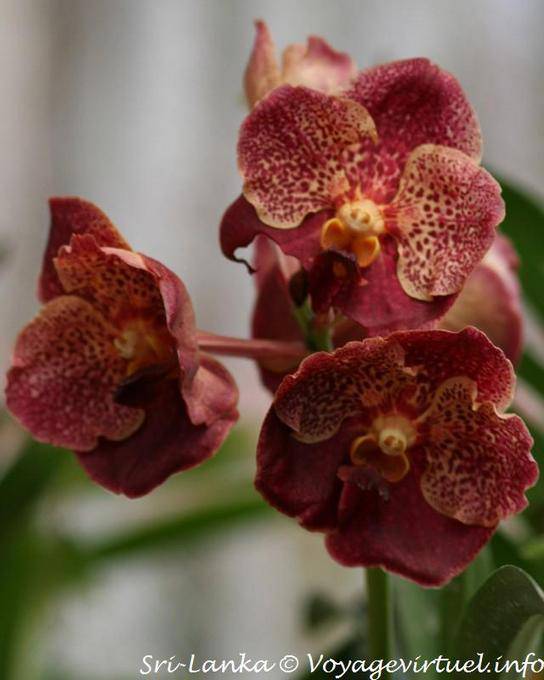 Tiger orquídea en nariz de cerdo, el jardín botánico de Peradeniya - Ceilan Sri Lanka