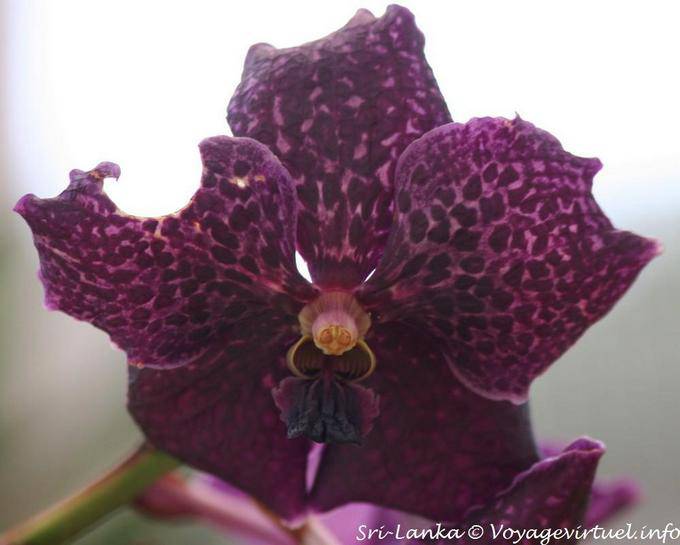 Tristeza de pétalos de orquídeas mariposa comido en, Peradeniya Jardín Botánico - Ceilan Sri Lanka