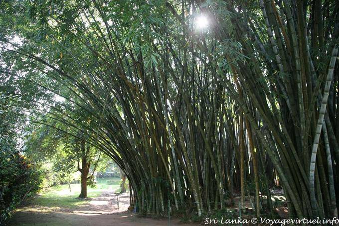 Bambú Parque Botánico, Peradeniya - Ceilan Sri Lanka