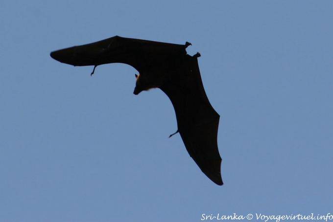 Vuelo quirópteros, el Real Jardín Botánico, Peradeniya - Ceilan Sri Lanka