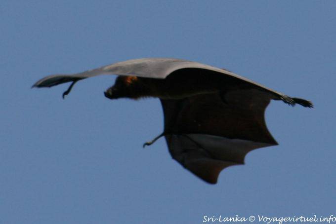 Murciélago gigante en el vuelo, el Real Jardín Botánico, Peradeniya - Ceilan Sri Lanka