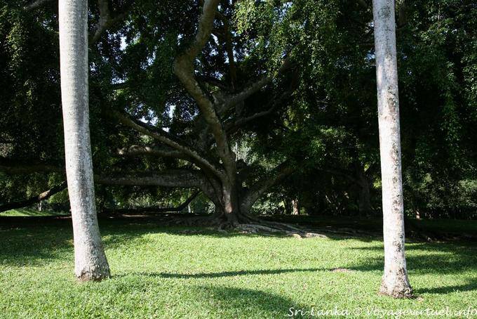 Ver entre dos troncos de los árboles de palma real, Jardín Botánico, Peradeniya - Ceilan Sri Lanka