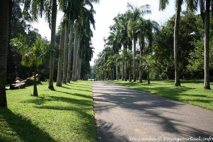 Palmas reales de la calzada, el Real Jardín Botánico, Peradeniya - Ceilan Sri Lanka