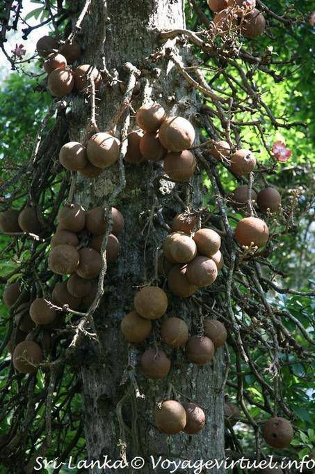 Fruta de Buda, Cannon bola del árbol, jardín botánico, Peradeniya - Ceilan Sri Lanka