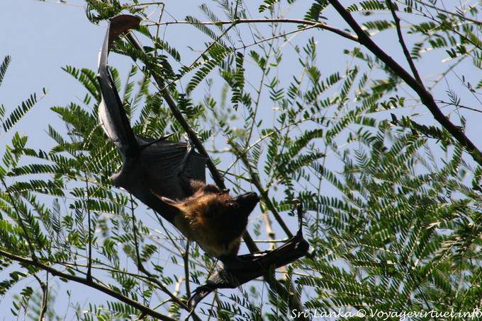 Mégachiroptère murciélago de la fruta que cuelga en un árbol de acacia, jardín Peradeniya - Ceilan Sri Lanka