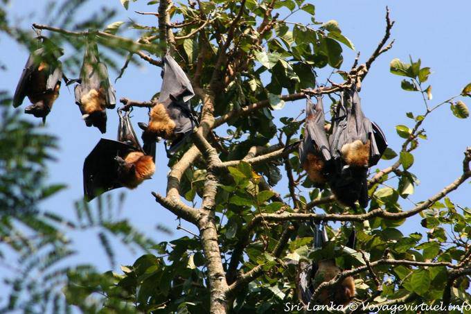 Cluster de murciélagos de la fruta del sueño, el Real Jardín Botánico, Peradeniya - Ceilan Sri Lanka