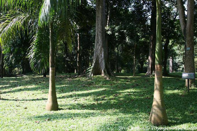 Las palmas jóvenes a tronco en forma de botella, el Jardín Botánico, Peradeniya - Ceilan Sri Lanka