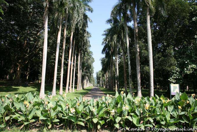 Ver el Cabbage Palm Avenue, Jardín Botánico de Peradeniya - Ceilan Sri Lanka