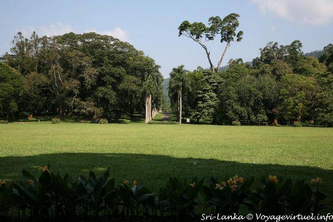 Dosel de árboles y callejón de palmeras, Jardín Botánico de Peradeniya - Ceilan Sri Lanka